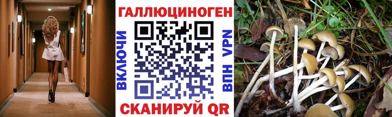 Псилоцибиновые грибы Psilocybe  Кинель 